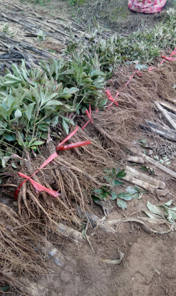 ScreenShot_2025-10-07_113629_567