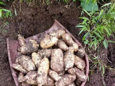 鑫燎三农 天麻批发基地 种植技术 行