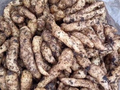 天麻种乌红杂交天麻种子基地批发 1