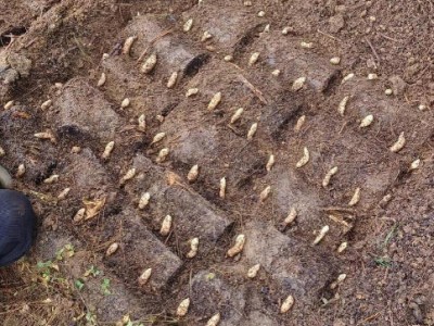 天麻种植.#天麻种植 #云南土特产天