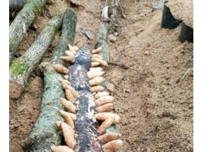 #天麻种植 4月10号用菌种种植的天麻