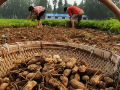 解密天麻种植密码:从选地到遮阴的环