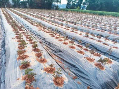 #抖音记录农村生活 ,中药材白芍种植
