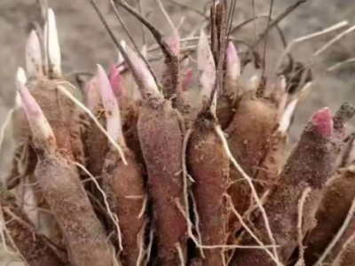 白芍种植:轻松年入30万,市场前景广