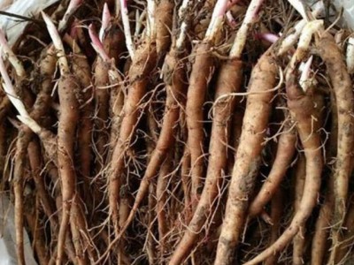 白芍苗中药材种苗易种植成活率高规