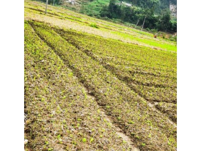 高温过后,川芎开始出苗了.#中药材川