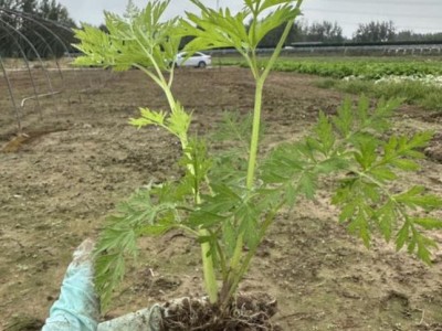 中药材川芎种苗四季盆栽绿植苗可食