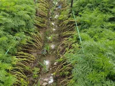 四川德阳什邡市川芎 11.00元/斤川芎