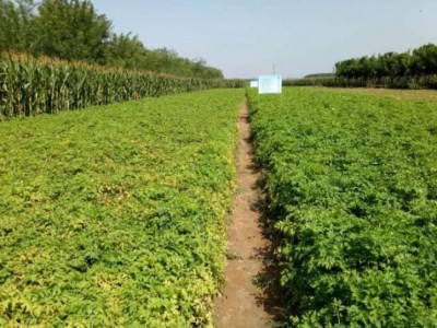 与农植保川芎全程观摩会